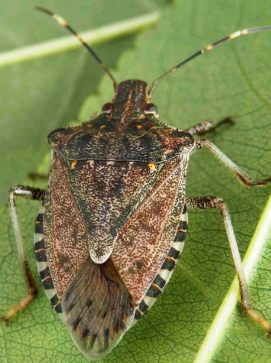 Sugador castanho-marmoreado (Halyomorpha halys)